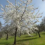 Il Pizzagiallo