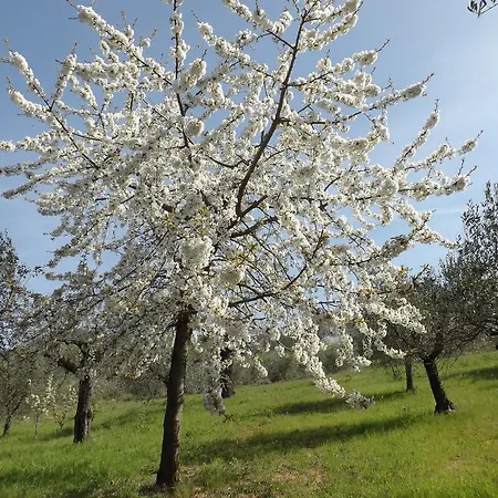 Il Pizzagiallo
