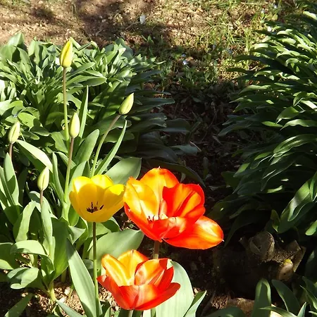 Il Pizzagiallo Massa Martana
