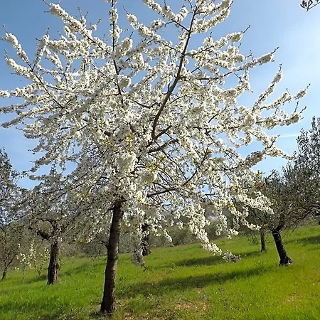 Bed & Breakfast Il Pizzagiallo Massa Martana