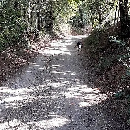 Il Pizzagiallo Massa Martana