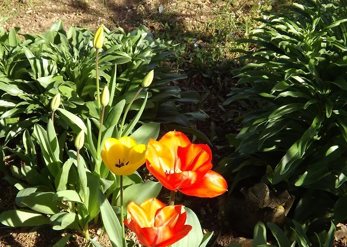 Il Pizzagiallo ماسا مارتانا